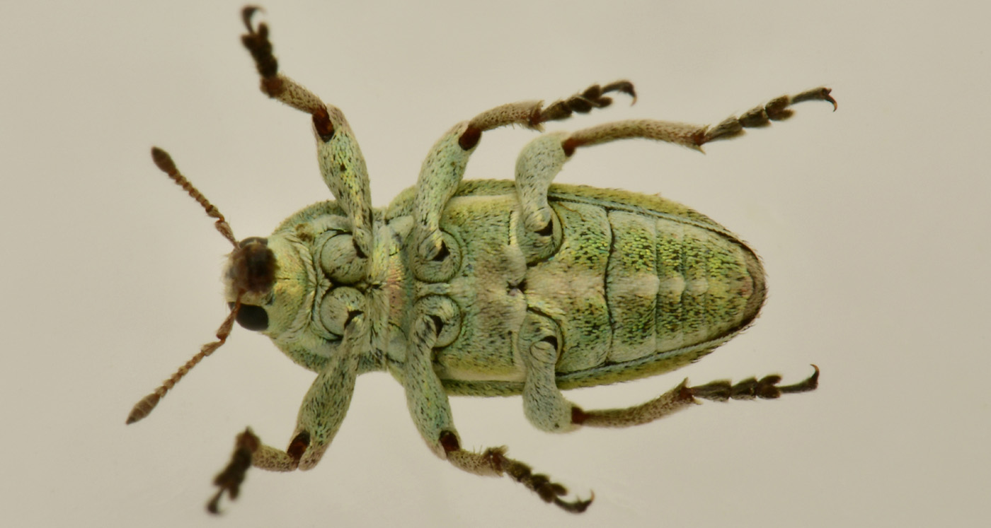 Curculionidae: Coniatus tamarisci? Sì, assieme a Coniatus suavis